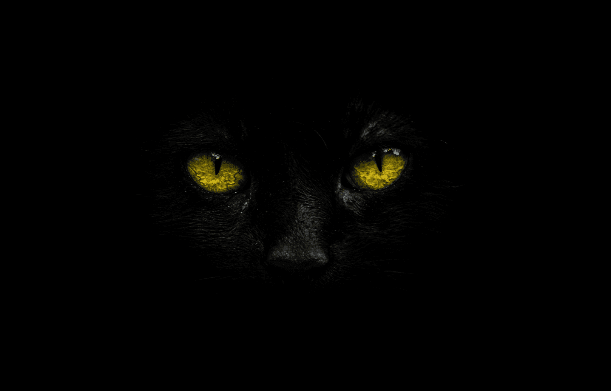 BlackCat blog banner