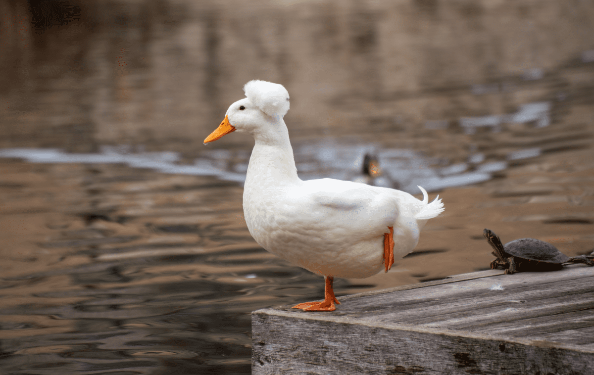 What the Quack header